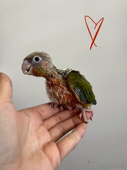 Pyrura, pyrura zelenolici, krotka pyrura - 4