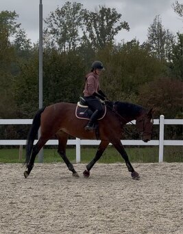 13-letá klisna na prodej - 4