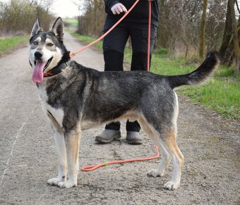 🐾 Rony – oddaný pejsek, který by pro svého člověka snesl i - 4