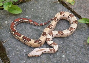 Boa imperator - VPI T+ Albino het Blood, Normal DH VPI Blood - 4
