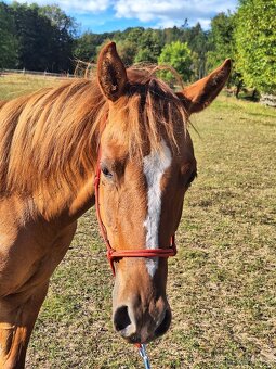 Kobylka AQH, QH, 1,5roční - USA papíry - 4