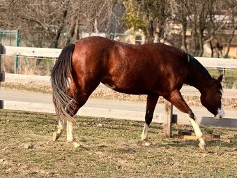 Letos 3leta klisna APH - 4