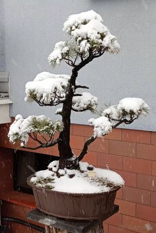 Borovice drobnokvětá bonsai - 4