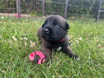 Belgický ovčák - malinois s PP - 4