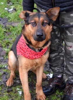 FIBI K ADOPCI - HODNÉ ZLATÍČKO, ZASLOUŽÍ SI MILUJÍCÍ RODINU - 4