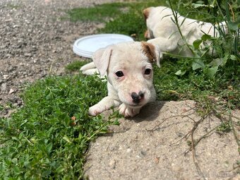 Jack Russell - 4