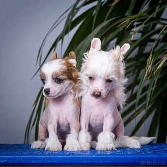 Čínský chocholatý pes - Štěňata s PP - 4