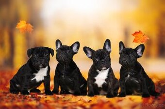 Francouzský buldoček s PP ,FCI - 4