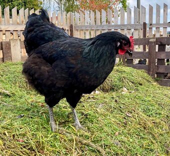 Žerzejský obr (Jersey Giant) - 4