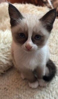 Thajsko-siamské kotě k prodeji. - 4