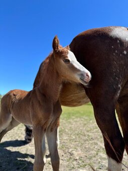 Na jaře 2letý valach WPB - 4