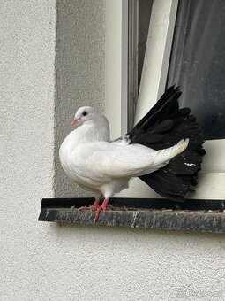 Anglický pavík - 4