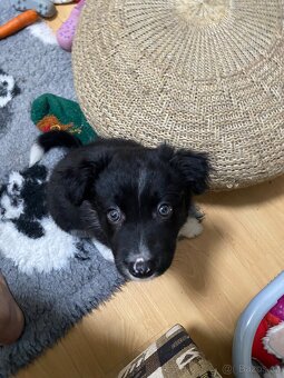 Border kolie - 4