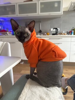 Sphynx kocourek – 10 měsíců - 4