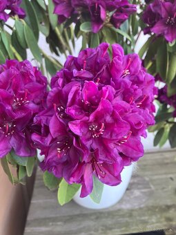 Rododendron - 4