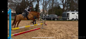 Pony B 8 let , i pro méně zkušené dítě - 4