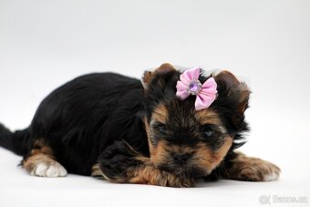 jorkšírský terrier s PP (Colorful) - 4