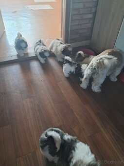Shih-tzu, shi-tzu,shih tzu, - 4