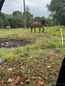 Prodám tažného valacha - 4