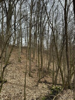 Prodáme pozemky v k.ú. Spálov - 4