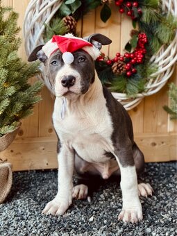 Americký stafordšírský teriér s PP - 4