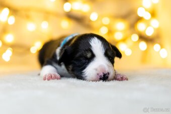 Štěňata border kolie s PP - 4