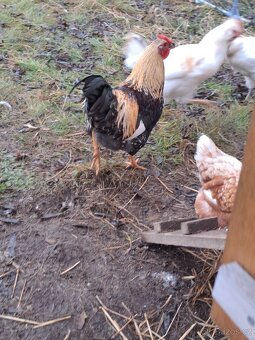 2x mladý kohout - 4