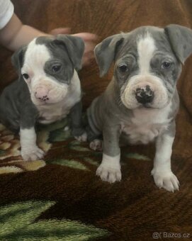 STAFORDŠÍRSKÝ bulteriér - 4