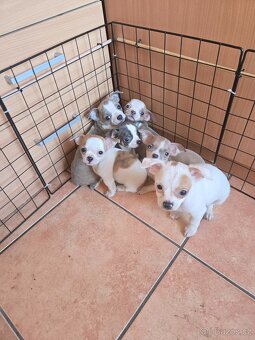 ČIVAVA KRÁTKOSRSTÁ - 4