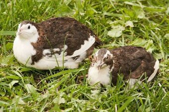 Japonské prepelice - predaj - 4