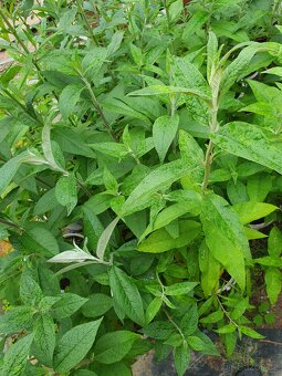 Motýlí keř bílý 40cm - 4