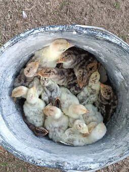 Násadová vejce krůt - 4