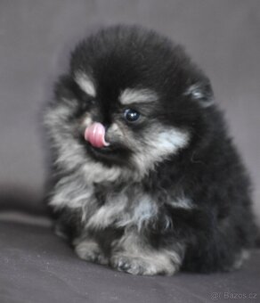 Pomeranian - 4