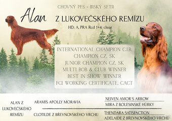 Irský setr, štěňata s PP - 4