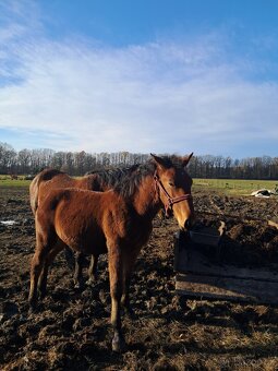 Hříbata Slezský Norik Hřebec - 4