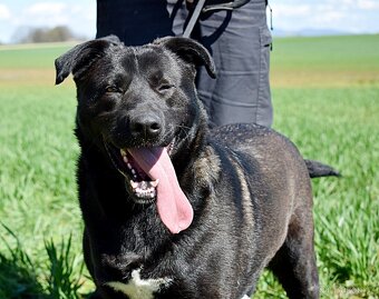 ALLEGRA K ADOPCI-2 ROKY, MILÁ,VDĚČNÁ,ODDANÁ - 4
