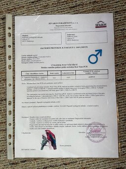 Agapornis škraboškovy - 4