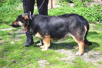 BAKARA K ADOPCI - originální, přátelská, vhodná k dětem - 4