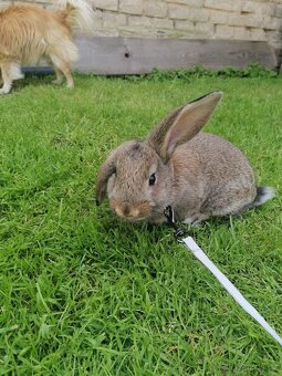 Prodám beránka - 4