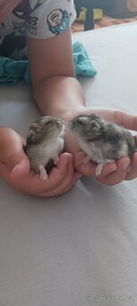 Daruji džungarský křečky stáří  3 měsíce - 4