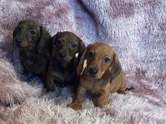 Jezevčík hladkosrstý trpasličí/králičí - 4