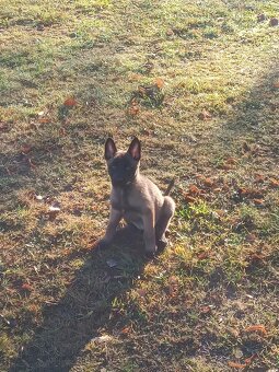 Belgický Ovčák Malinos - 4