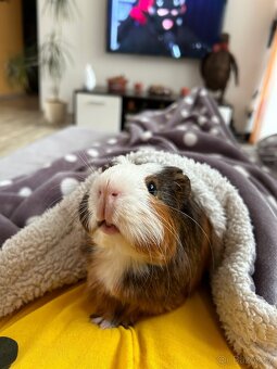 Morčátka - kluk a holka s kompletním vybavením - 4