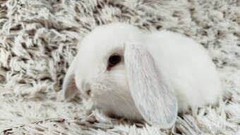 Zakrslý beránek, králíček, králík - MOLLY - 4