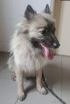 Štěňata - Německý špic - 4