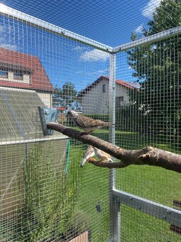 Holoubek diamantový - 4