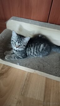 Britská koťátka whiskas s PP - 4