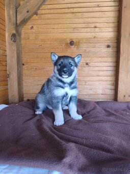 Západosibiřská lajka - 4