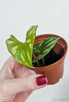 Cercestis Mirabilis raritka - 4