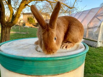 Burgundský králík samec - 4